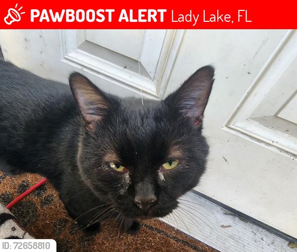 Lost Male Cat last seen Lemon st intersection near hwy 27/441, Lady Lake, FL 32159
