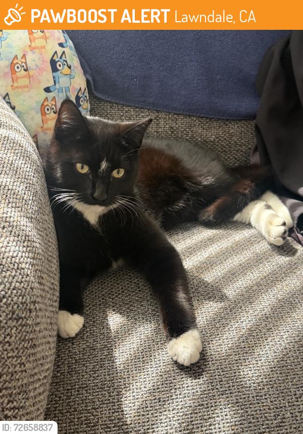 Found/Stray Male Cat last seen Condon and rosecrans, Lawndale, CA 90260