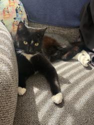 Found/Stray Male Cat last seen Condon and rosecrans, Lawndale, CA 90260