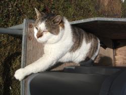 Lost Male Cat last seen West Hill Road and Way Street in Vestal Center NY, Vestal, NY 13850
