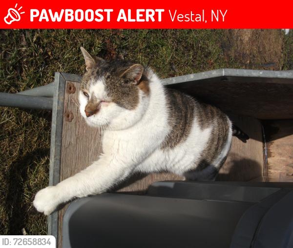 Lost Male Cat last seen West Hill Road and Way Street in Vestal Center NY, Vestal, NY 13850
