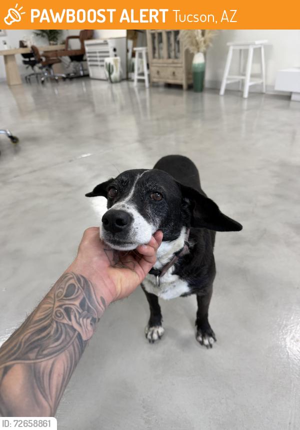 Found/Stray Female Dog last seen Tucson blvd and 6th street , Tucson, AZ 85716