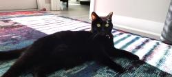 Lost Female Cat last seen Mallard Creek , Charlotte, NC 28262