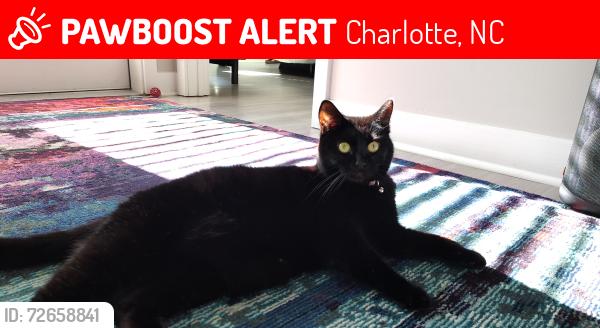 Lost Female Cat last seen Mallard Creek , Charlotte, NC 28262
