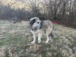 Found/Stray Female Dog last seen Even If Church, Indianapolis, IN 46217