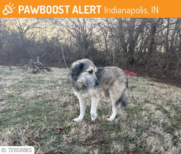 Found/Stray Female Dog last seen Even If Church, Indianapolis, IN 46217