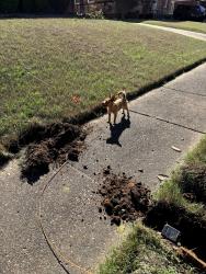 Found/Stray Female Dog last seen Ferguson , Memphis, TN 38106