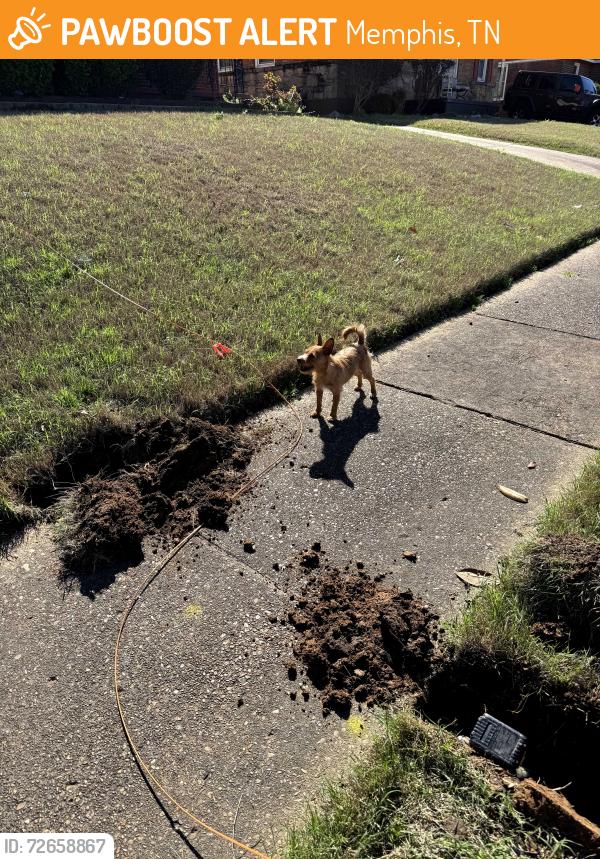 Found/Stray Female Dog last seen Ferguson , Memphis, TN 38106
