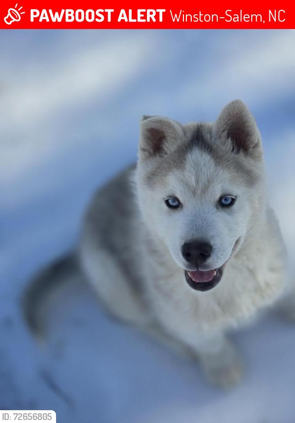 Lost Male Dog last seen Near Shattalon Dr, Winston-Salem, NC 27106, USA, Winston-Salem, NC 27106