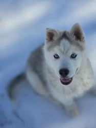 Lost Male Dog last seen Near Shattalon Dr, Winston-Salem, NC 27106, USA, Winston-Salem, NC 27106