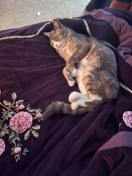 Lost Female Cat last seen Barnes Cornell, Portland, OR 97229