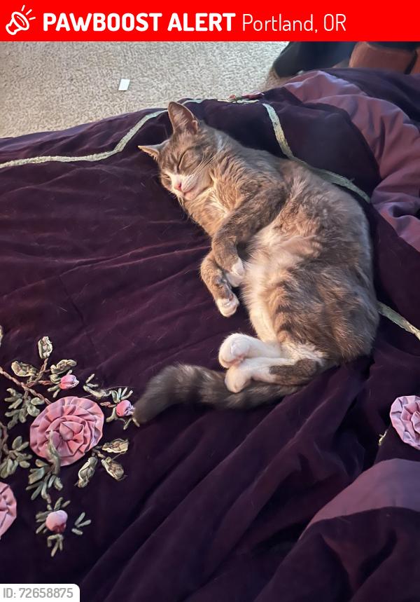 Lost Female Cat last seen Barnes Cornell, Portland, OR 97229