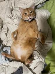 Lost Male Cat last seen Near w 8th Avenue, Eugene, OR 97401