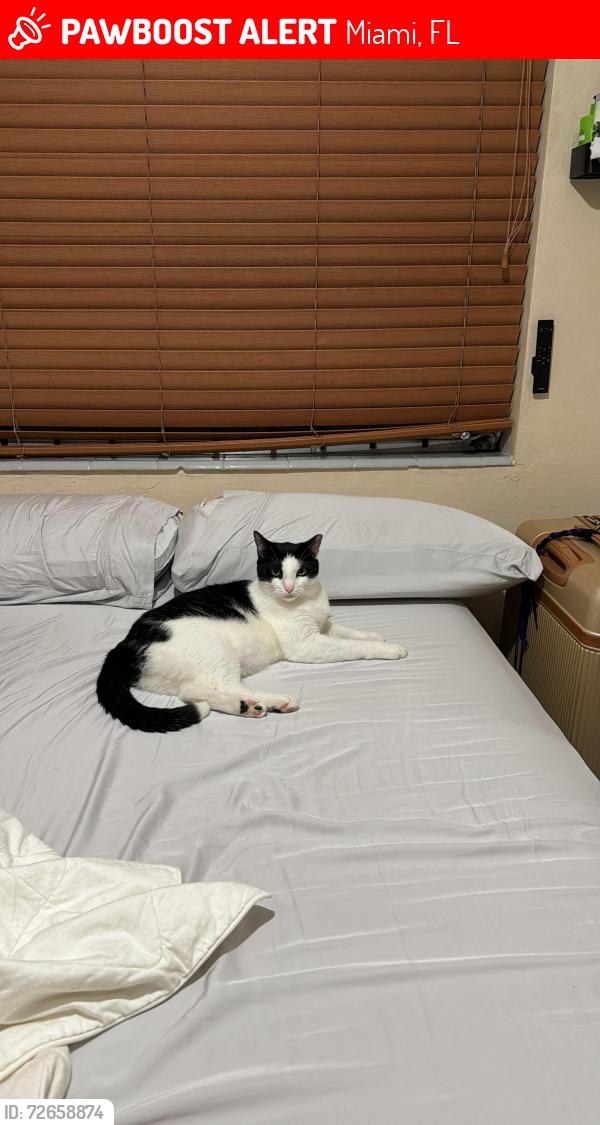 Lost Male Cat last seen Near sw 4 th zip 33135, Miami, FL 33135