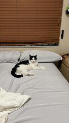 Lost Male Cat last seen Near sw 4 th zip 33135, Miami, FL 33135