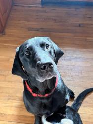 Lost Male Dog last seen Hillcrest Station , Ruther Glen, VA 22546