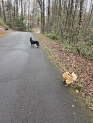 Reunited Unknown Dog last seen Jameson Rd., Pickens County, SC 29640