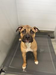 Shelter Stray Female Dog last seen , Fayetteville, NC 28306