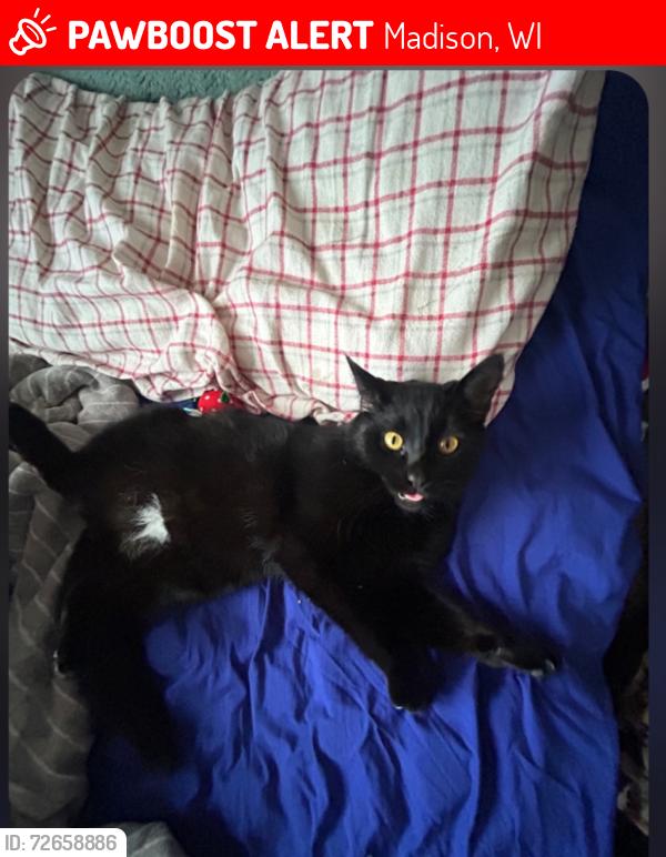 Lost Male Cat last seen Last seen running north on Harvey Street between Eugenia Ave and Blackhawk Ave, directly south of Kwik Trip, Madison, WI 53705