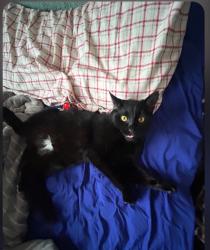 Lost Male Cat last seen Last seen running north on Harvey Street between Eugenia Ave and Blackhawk Ave, directly south of Kwik Trip, Madison, WI 53705