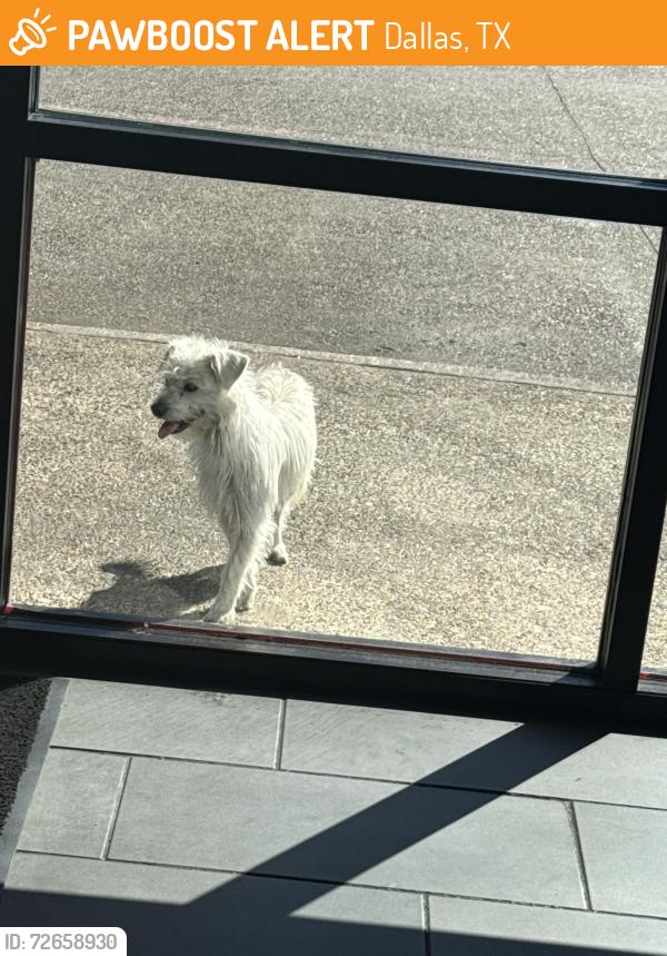 Found/Stray Male Dog last seen in the pleasant grove plaza by pizza patron, Dallas, TX 75217