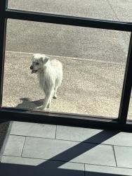 Found/Stray Male Dog last seen in the pleasant grove plaza by pizza patron, Dallas, TX 75217