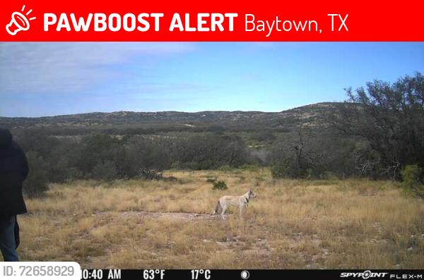 Lost Female Dog last seen Archer Rd., Baytown, TX 77521