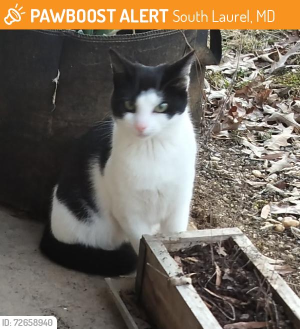 Found/Stray Male Cat last seen Parke  apmt s, South Laurel, MD 20708