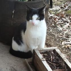 Found/Stray Male Cat last seen Parke  apmt s, South Laurel, MD 20708
