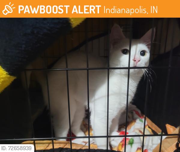 Found/Stray Male Cat last seen Franklin & Grand Gulch, Indianapolis, IN 46239