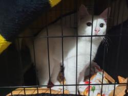Found/Stray Male Cat last seen Franklin & Grand Gulch, Indianapolis, IN 46239