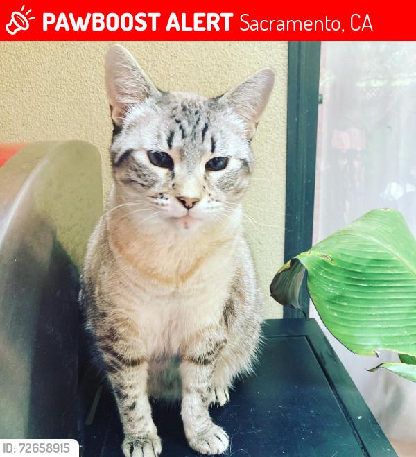Lost Female Cat last seen 35th & South Land Park Drive, Sacramento, CA 95822