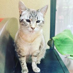 Lost Female Cat last seen 35th & South Land Park Drive, Sacramento, CA 95822