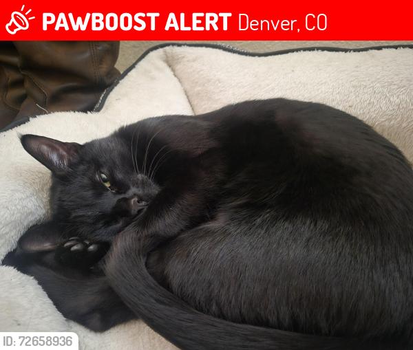 Lost Male Cat last seen 70th and Broadway  behind  mickey's  steak  hse. , Denver, CO 80221