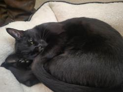 Lost Male Cat last seen 70th and Broadway  behind  mickey's  steak  hse. , Denver, CO 80221