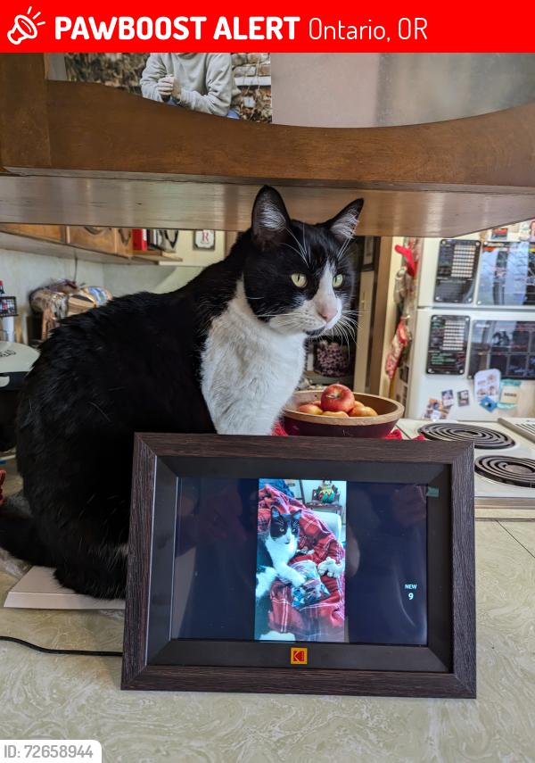 Lost Male Cat last seen Sunset Drive and SW 18th Ave, Ontario, OR 97914