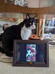 Lost Male Cat last seen Sunset Drive and SW 18th Ave, Ontario, OR 97914