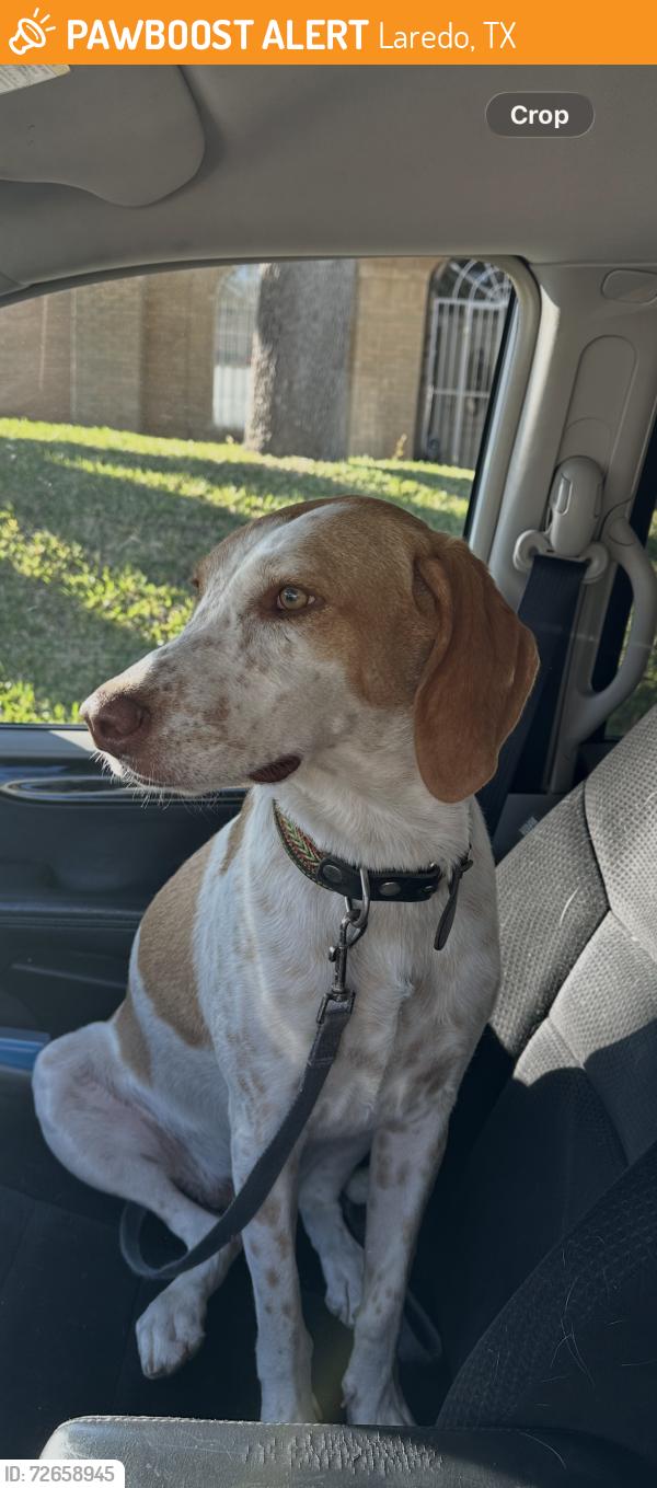 Found/Stray Female Dog last seen McPherson and Shiloh, Laredo, TX 78041