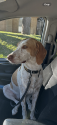 Found/Stray Female Dog last seen McPherson and Shiloh, Laredo, TX 78041