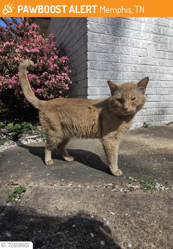 Found/Stray Male Cat last seen Malboro and McGill, Memphis, TN 38120