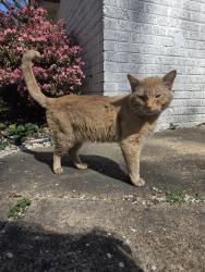 Found/Stray Male Cat last seen Malboro and McGill, Memphis, TN 38120