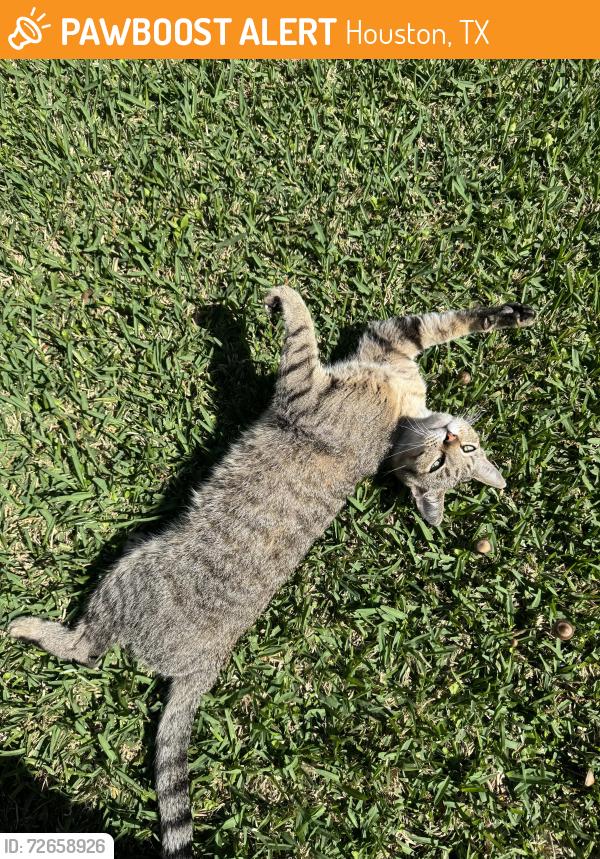 Found/Stray Male Cat last seen Myrtle St, Houston, TX 77009
