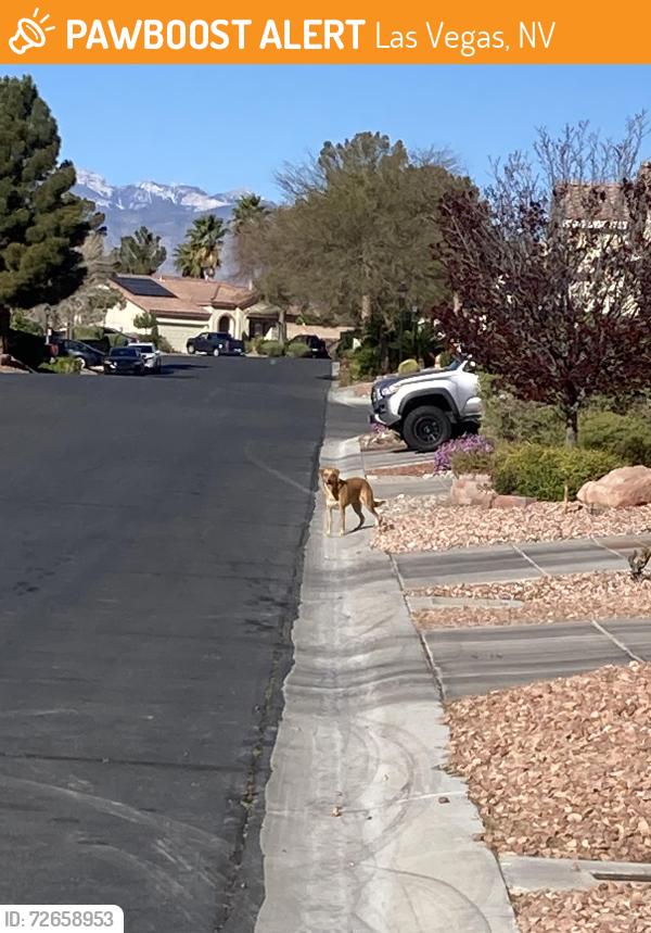 Found/Stray Unknown Dog last seen Orange Vale ave, Las Vegas, NV 89131