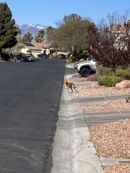 Found/Stray Unknown Dog last seen Orange Vale ave, Las Vegas, NV 89131