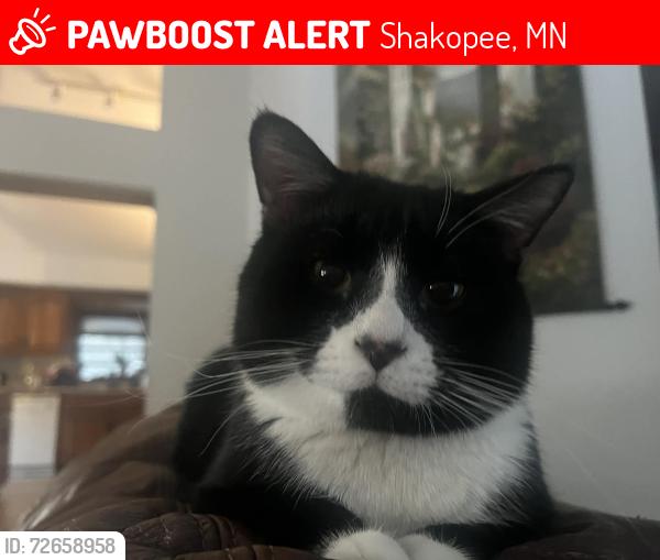 Lost Male Cat last seen Townline avenue, Shakopee, MN 55379