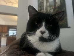 Lost Male Cat last seen Townline avenue, Shakopee, MN 55379