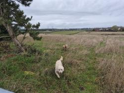 Found/Stray Unknown Dog last seen Hwy 99ter creek ranch, Tenino, WA 98589