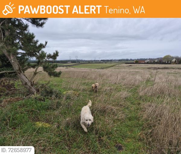 Found/Stray Unknown Dog last seen Hwy 99ter creek ranch, Tenino, WA 98589
