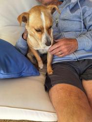 Found/Stray Male Dog last seen Harmony Circle , Weatherford, TX 76087