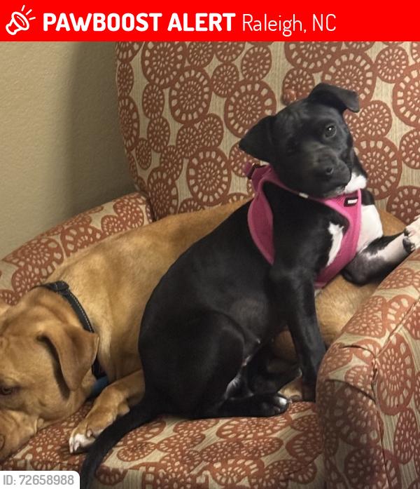 Lost Female Dog last seen Edgewater , Raleigh, NC 27610